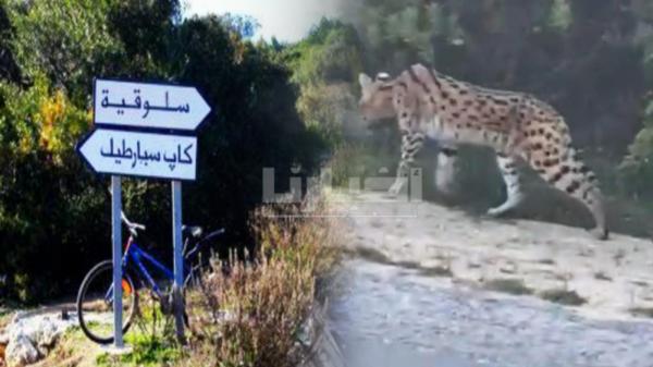 سلطات طنجة تستنفر مصالحها بعد ظهور حيوان مفترس بغابة "السلوقية"